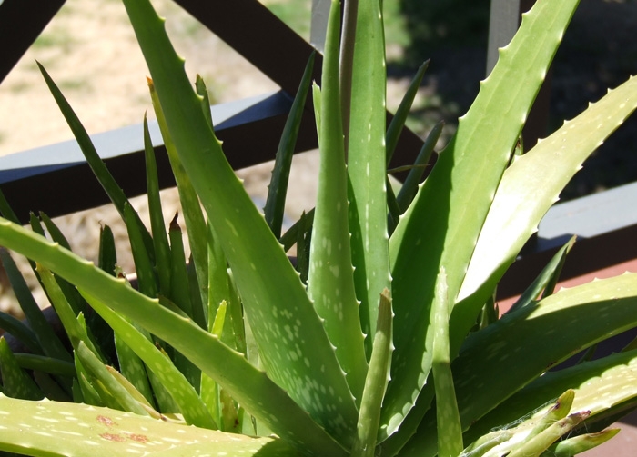 Aloe Vera soothing and smoothing skin