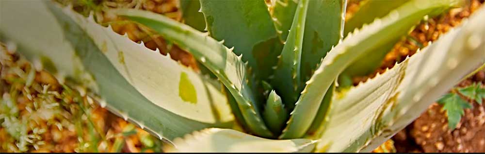 Aloe Vera Plant - Aloe Barbadensis Miller